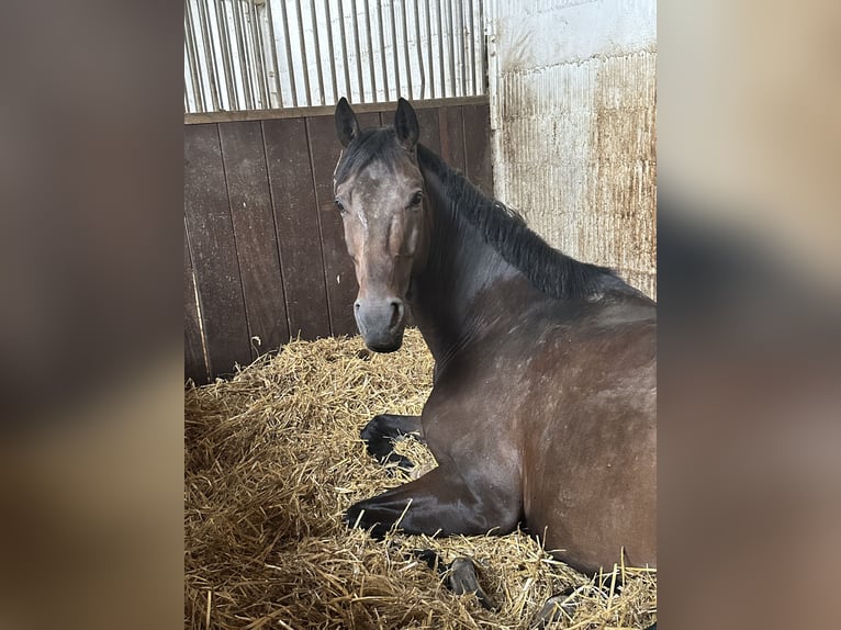 Baden Wuerttemberg Gelding 7 years 16,1 hh Bay-Dark in T&#xFC;bingen