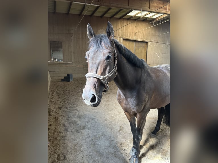 Baden Wuerttemberg Gelding 7 years 16,1 hh Bay-Dark in T&#xFC;bingen