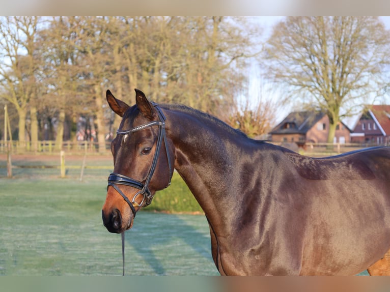 Baden Wuerttemberg Gelding 7 years 16,2 hh Brown in Haftenkamp