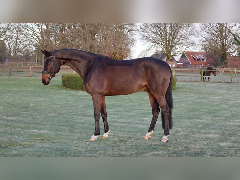 Baden Wuerttemberg Gelding 7 years 16,2 hh Brown in Haftenkamp