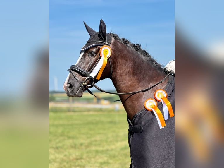 Baden Wuerttemberg Gelding 7 years 16,3 hh Black in Tannhausen