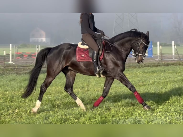 Baden Wuerttemberg Gelding 7 years 17 hh Black in Schlins