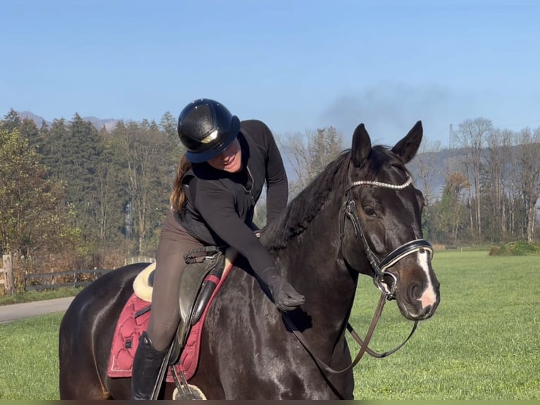 Baden Wuerttemberg Gelding 7 years 17 hh Black in Schlins