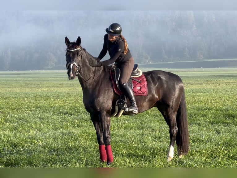 Baden Wuerttemberg Gelding 7 years 17 hh Black in Schlins