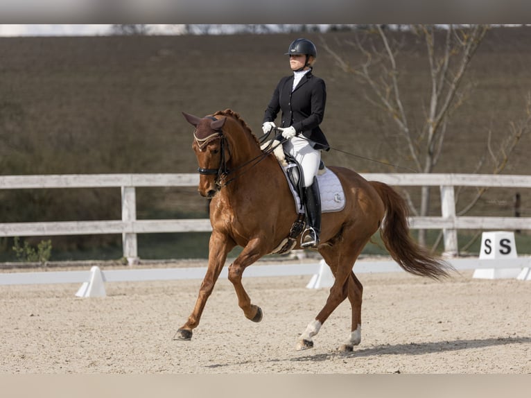 Baden Wuerttemberg Gelding 7 years 17 hh Chestnut in Holubice