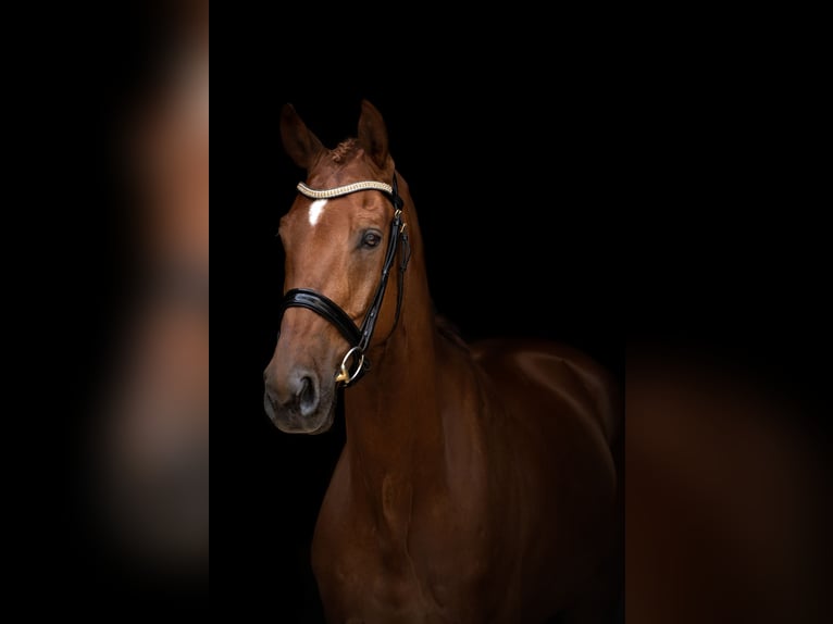 Baden Wuerttemberg Gelding 7 years 17 hh Chestnut in Holubice