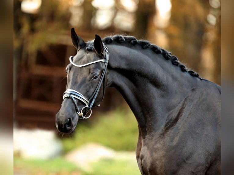 Baden Wuerttemberg Gelding 7 years 17 hh  in Monor