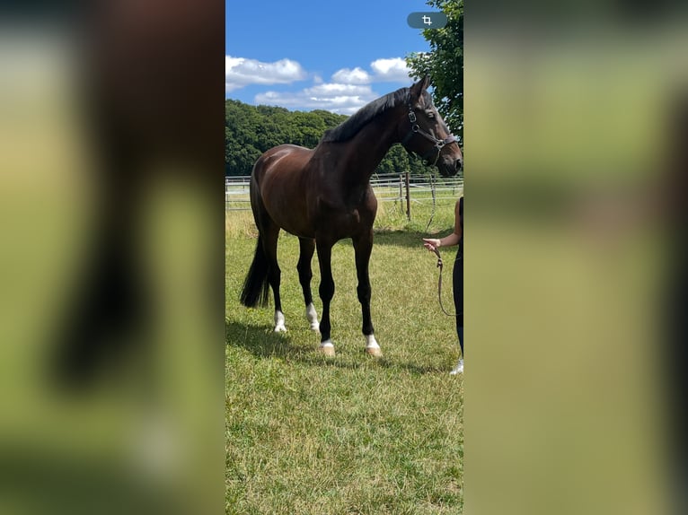 Baden Wuerttemberg Gelding 7 years 18 hh Bay-Dark in Hohentengen