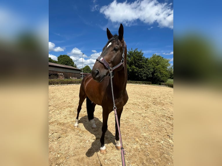 Baden Wuerttemberg Gelding 7 years 18 hh Bay-Dark in Hohentengen