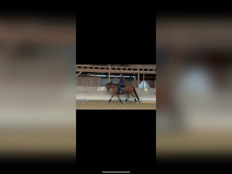 Baden Wuerttemberg Gelding 8 years 16,2 hh Chestnut-Red in Hattersheim