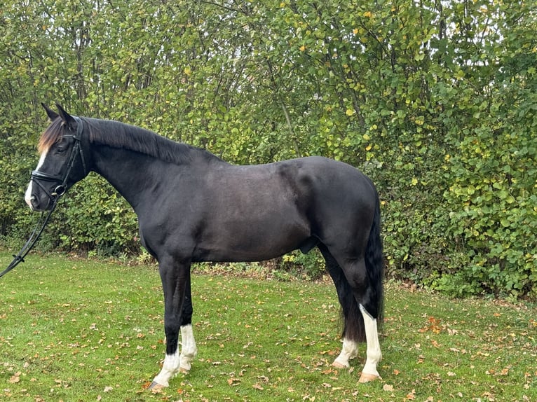 Baden Wuerttemberg Gelding 8 years 16,3 hh Black in Tannhausen