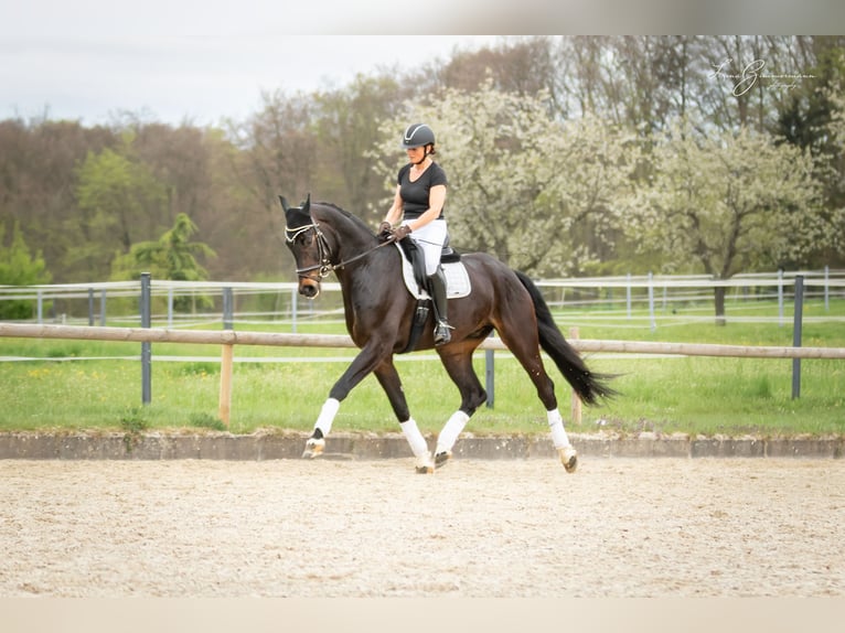 Baden Wuerttemberg Gelding 8 years 17.2 hh Bay-Dark in Kandern