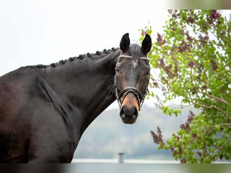 Baden Wuerttemberg Gelding 8 years 17.2 hh Bay-Dark in Kandern