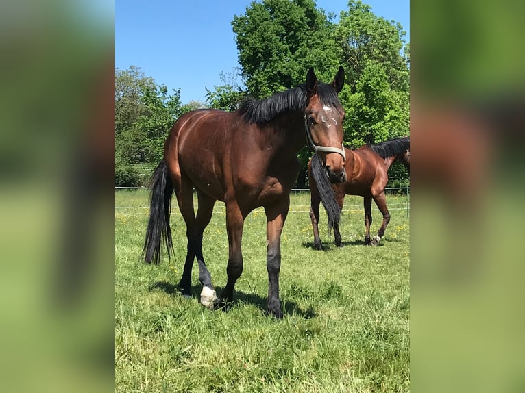 Baden Wuerttemberg Gelding 8 years 17 hh Brown in Muggensturm