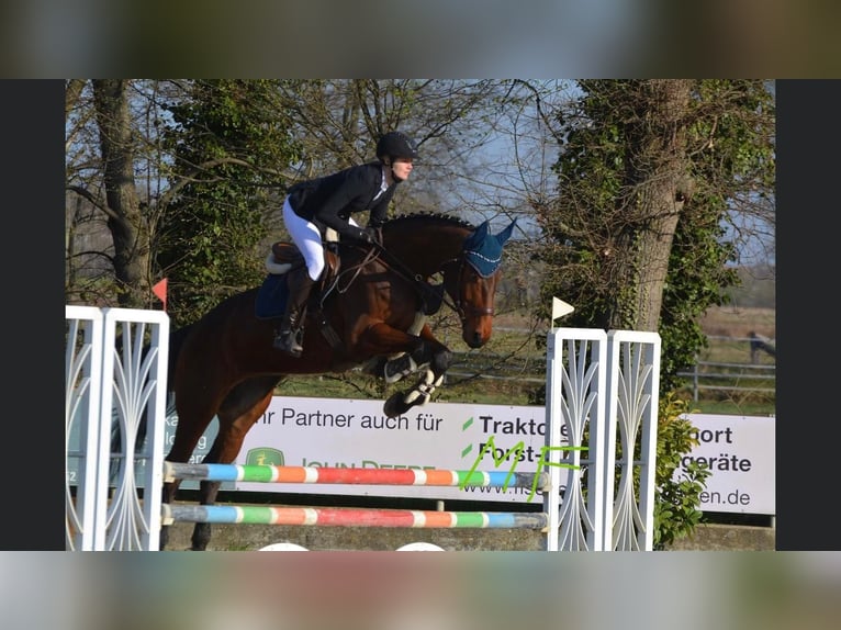 Baden Wuerttemberg Gelding 8 years 17 hh Brown in Muggensturm