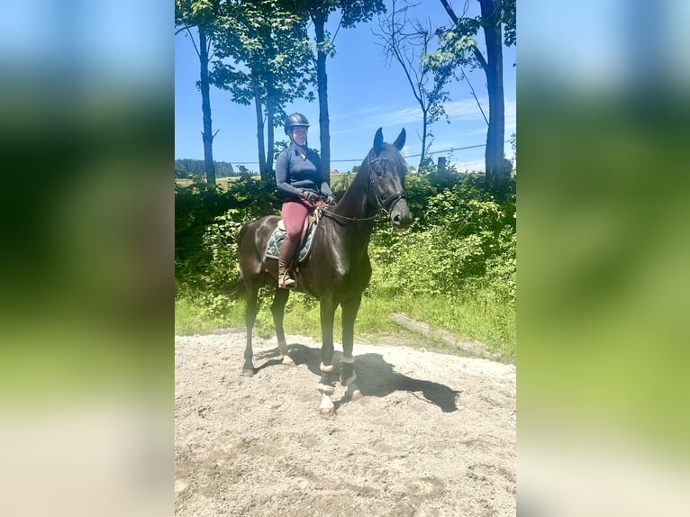 Baden Wuerttemberg Gelding 8 years 17,1 hh Black in Pelmberg