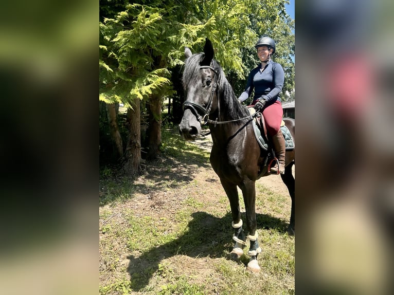 Baden Wuerttemberg Gelding 8 years 17,1 hh Black in Pelmberg
