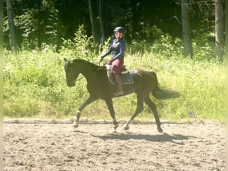 Baden Wuerttemberg Gelding 8 years 17,1 hh Black in Pelmberg