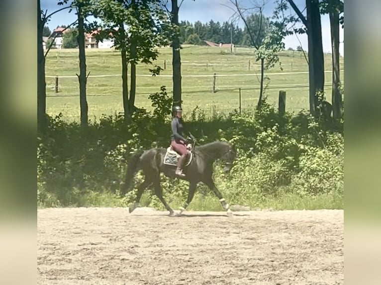 Baden Wuerttemberg Gelding 8 years 17,1 hh Black in Pelmberg
