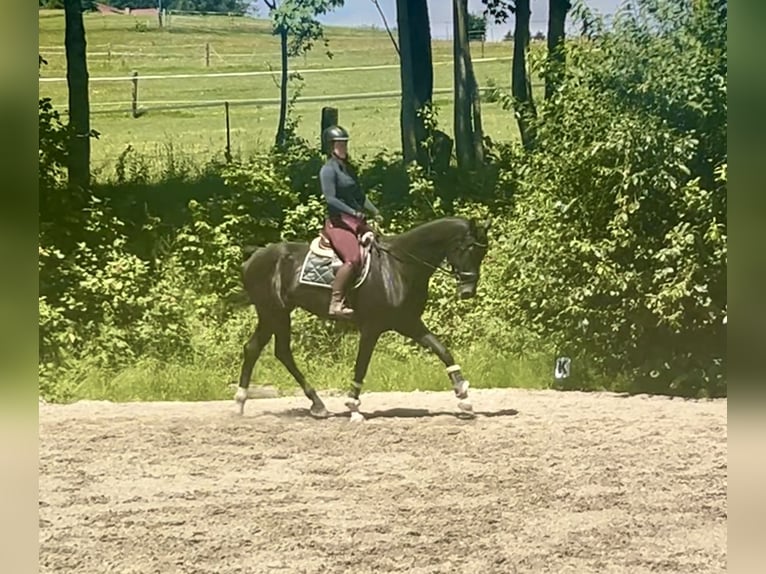 Baden Wuerttemberg Gelding 8 years 17,1 hh Black in Pelmberg