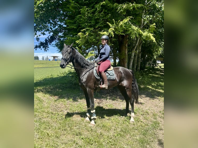Baden Wuerttemberg Gelding 8 years 17,1 hh Black in Pelmberg