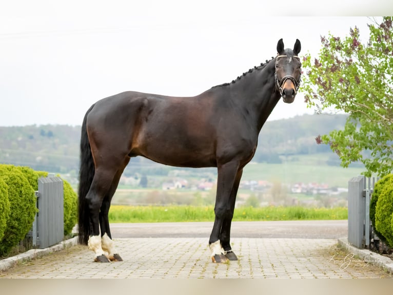 Baden Wuerttemberg Gelding 8 years 17,2 hh Bay-Dark in Kandern