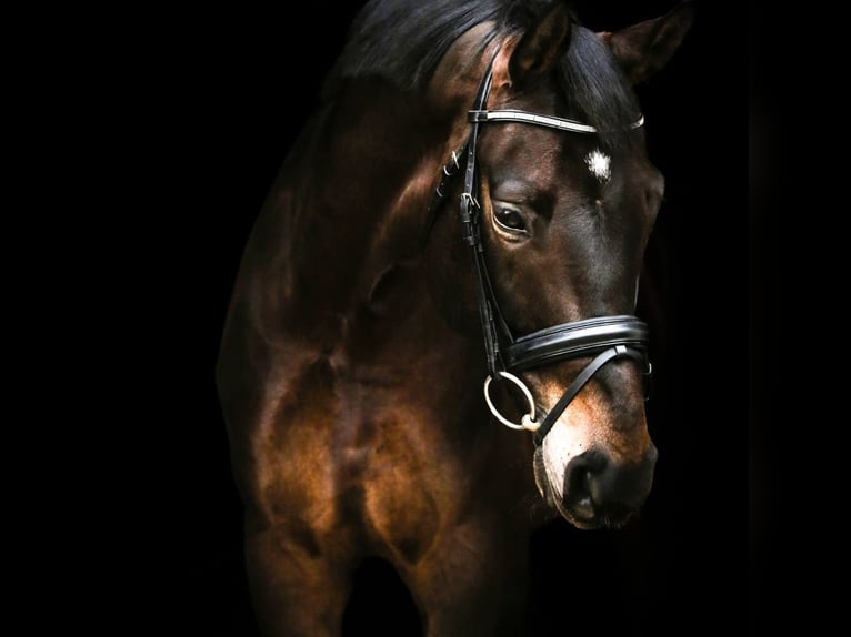 Baden Wuerttemberg Gelding 9 years 16,2 hh Bay-Dark in Kandern