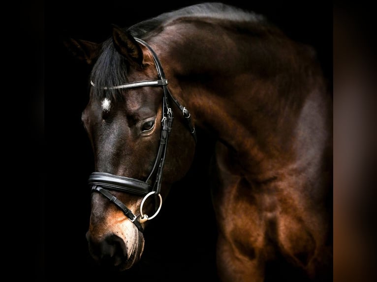 Baden Wuerttemberg Gelding 9 years 16,2 hh Bay-Dark in Kandern