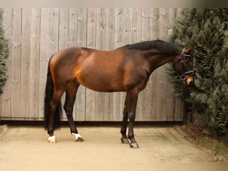 Baden Wuerttemberg Gelding 9 years 16,2 hh Bay-Dark in Kandern