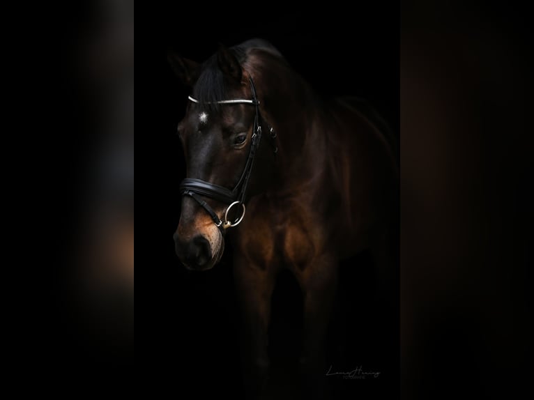 Baden Wuerttemberg Gelding 9 years 16,2 hh Bay-Dark in Kandern