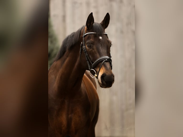 Baden Wuerttemberg Gelding 9 years 16,2 hh Bay-Dark in Kandern