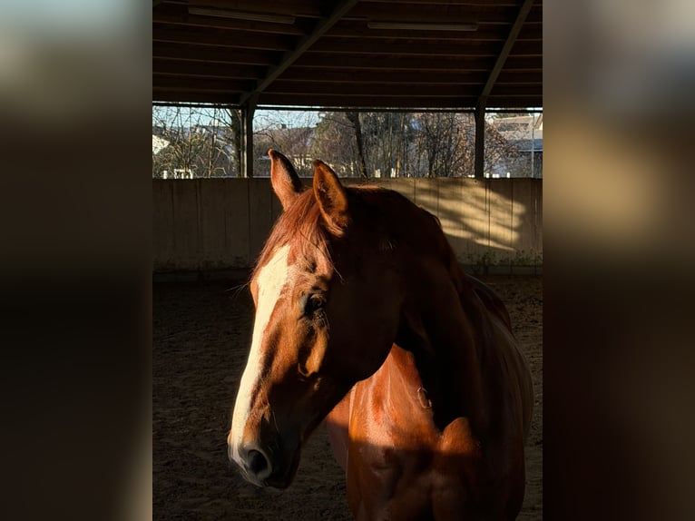 Baden Wuerttemberg Gelding 9 years 16,2 hh Chestnut-Red in Hattersheim