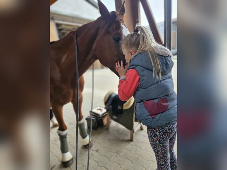 Baden Wuerttemberg Gelding 9 years 16,2 hh Chestnut-Red in Hattersheim