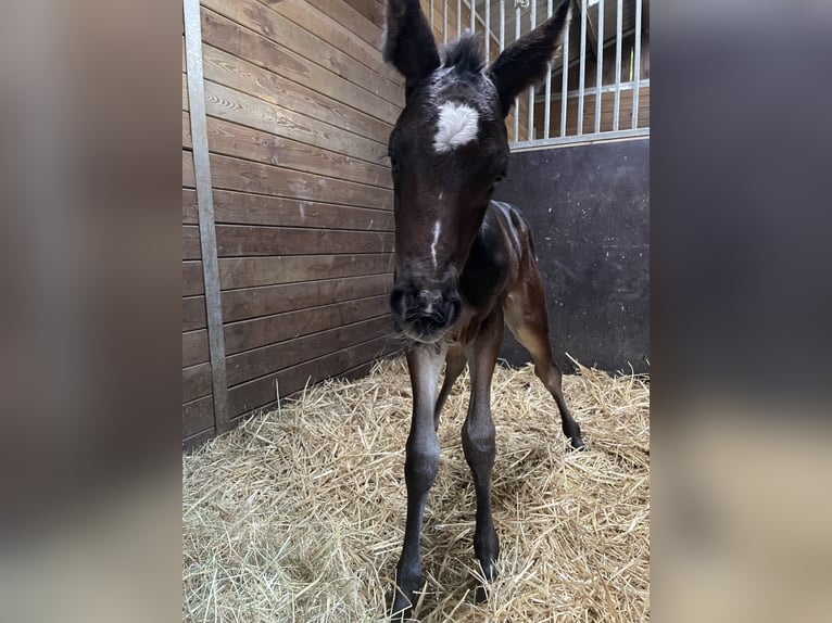 Baden Wuerttemberg Hingst Föl (05/2024) Mörkbrun in Korntal-Münchingen