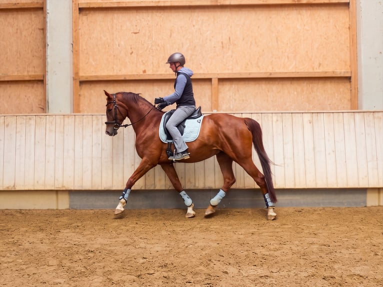 Baden Wuerttemberg Mare 10 years 16.1 hh  in Rot an der Rot