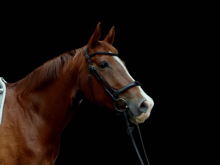 Baden Wuerttemberg Mare 10 years 16.1 hh  in Rot an der Rot