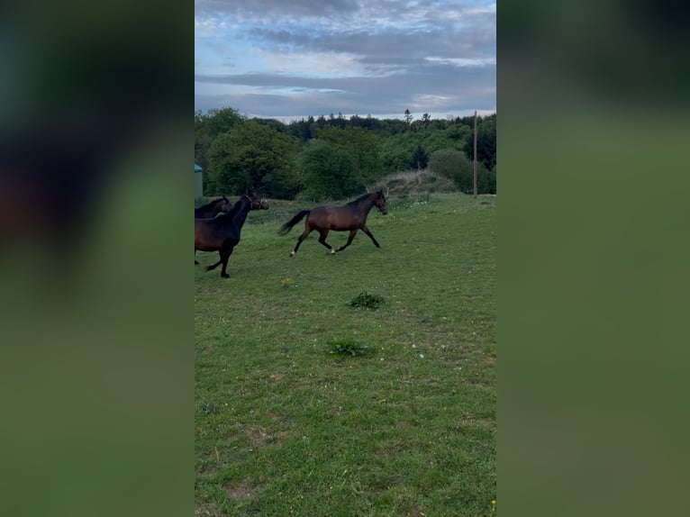 Baden Wuerttemberg Mare 10 years 16 hh Brown in Steinheim am Albuch