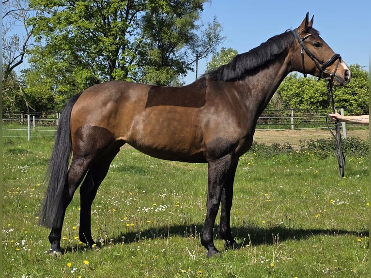 Baden Wuerttemberg Mare 10 years 16 hh Brown in Wachtendonk