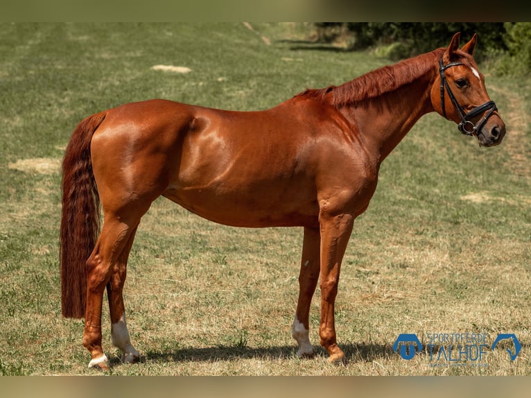 Baden Wuerttemberg Mare 10 years 16,1 hh Chestnut-Red in Korntal-M&#xFC;nchingen