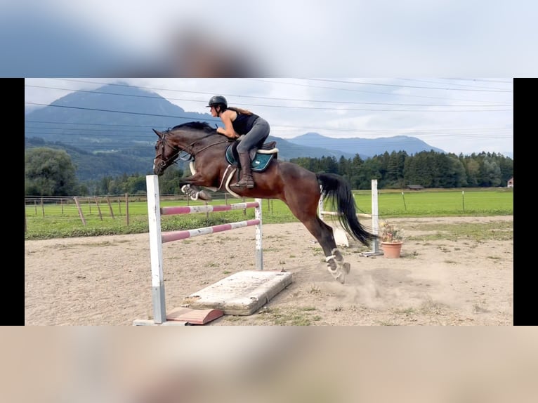 Baden Wuerttemberg Mare 11 years 16,1 hh Bay-Dark in Schlins