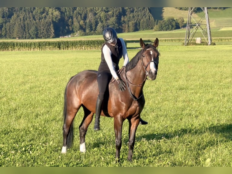 Baden Wuerttemberg Mare 11 years 16,1 hh Bay-Dark in Schlins