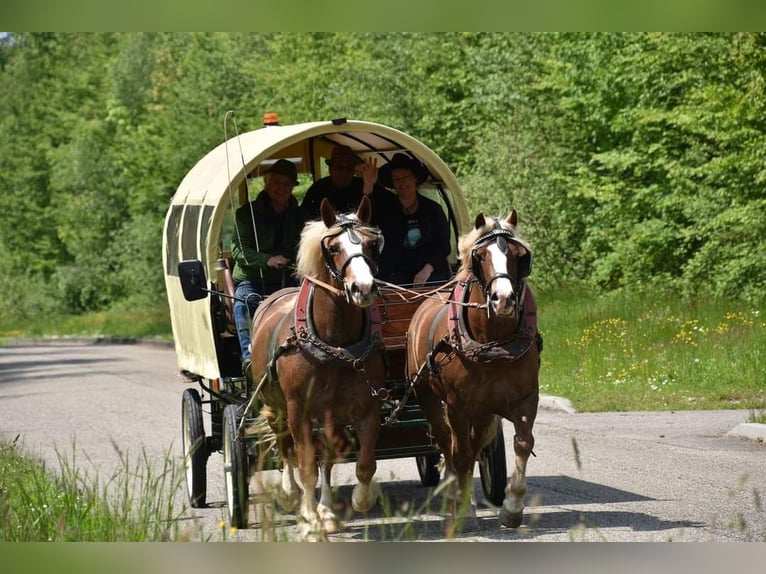 Baden Wuerttemberg Mare 12 years 15.1 hh Bay-Dark in PLAINE DE WALSCH