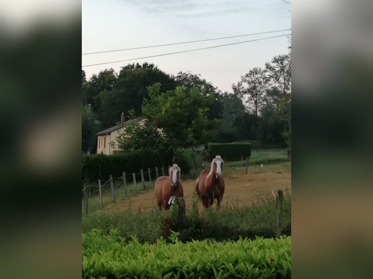 Baden Wuerttemberg Mare 12 years 15.1 hh Bay-Dark in PLAINE DE WALSCH