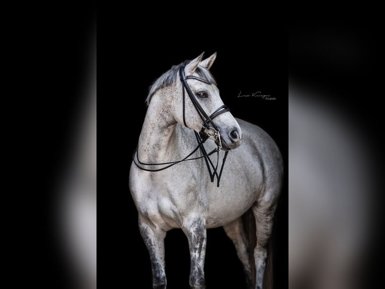 Baden Wuerttemberg Mare 12 years 16,2 hh in Bad Herrenalb