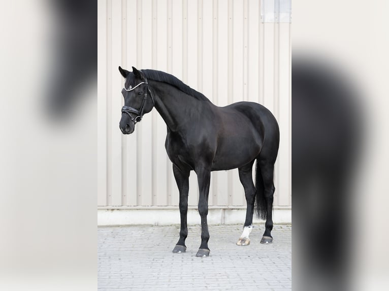 Baden Wuerttemberg Mare 12 years 17 hh Black in Renningen