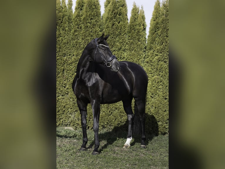 Baden Wuerttemberg Mare 12 years 17 hh Black in Renningen