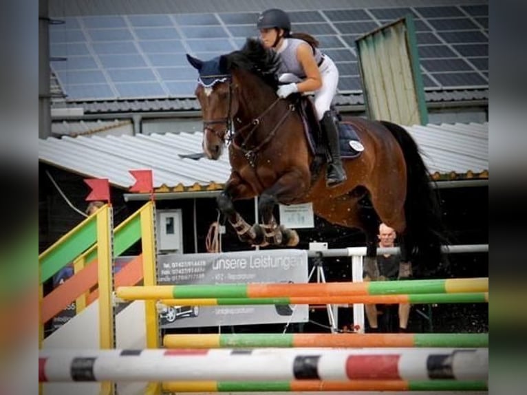 Baden Wuerttemberg Mare 12 years 17,2 hh Brown in Du&#xDF;lingen