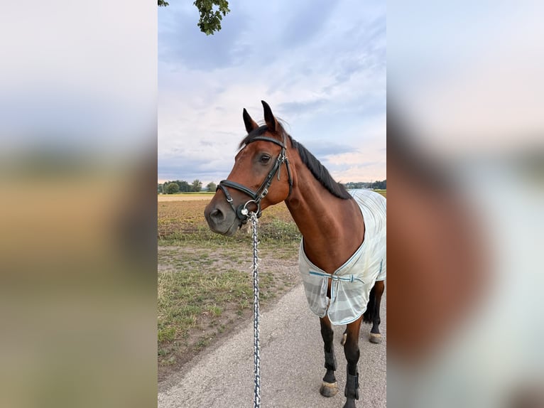 Baden Wuerttemberg Mare 13 years 15.2 hh Brown in Waldhäusern AG