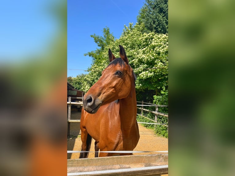 Baden Wuerttemberg Mare 13 years 15.2 hh Brown in Waldhäusern AG
