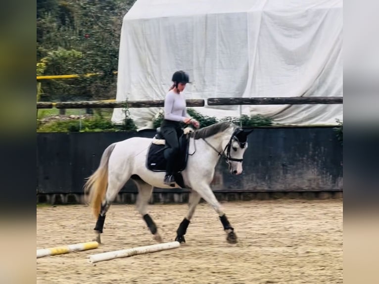 Baden Wuerttemberg Mare 13 years 15,2 hh Gray in Gaienhofen